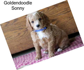 Goldendoodle Sonny