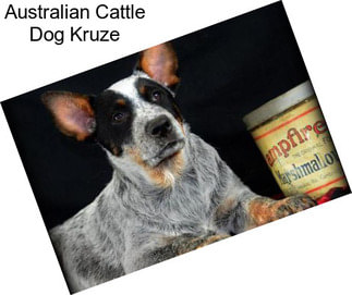 Australian Cattle Dog Kruze