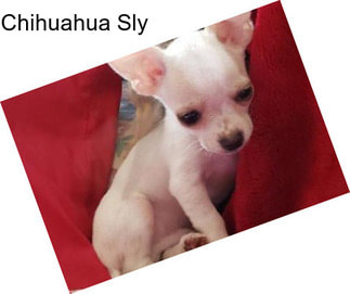 Chihuahua Sly