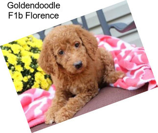 Goldendoodle F1b Florence