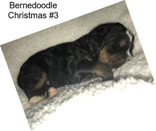 Bernedoodle Christmas #3