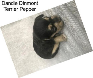Dandie Dinmont Terrier Pepper