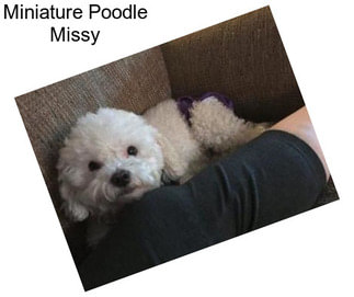 Miniature Poodle Missy