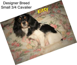 Designer Breed Small 3/4 Cavalier