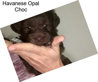 Havanese Opal Choc