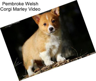 Pembroke Welsh Corgi Marley Video