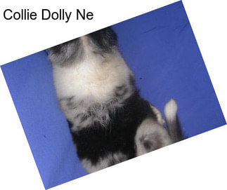 Collie Dolly Ne