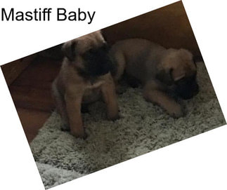 Mastiff Baby