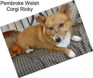 Pembroke Welsh Corgi Ricky