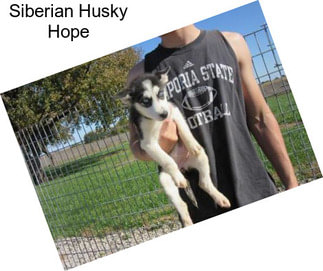 Siberian Husky Hope