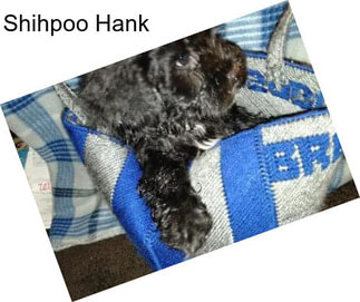 Shihpoo Hank