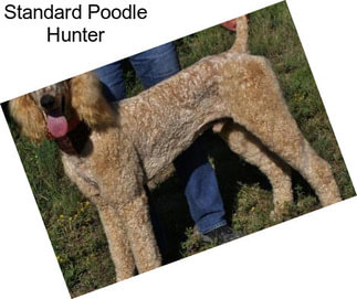 Standard Poodle Hunter