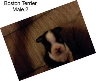 Boston Terrier Male 2