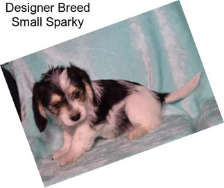 Designer Breed Small Sparky