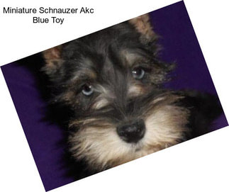 Miniature Schnauzer Akc Blue Toy