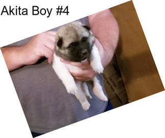 Akita Boy #4