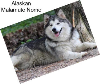 Alaskan Malamute Nome