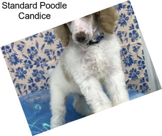 Standard Poodle Candice