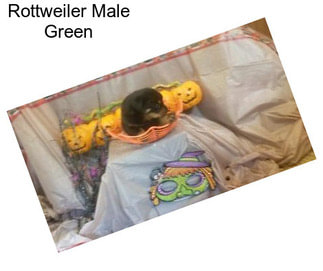 Rottweiler Male Green