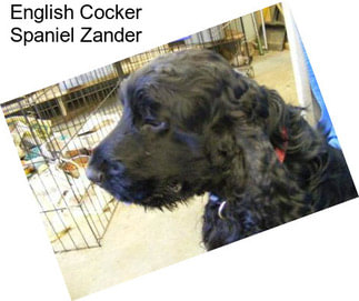 English Cocker Spaniel Zander