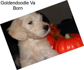 Goldendoodle Va Born