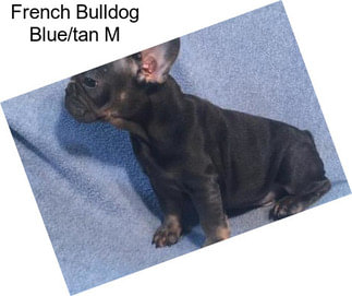 French Bulldog Blue/tan M