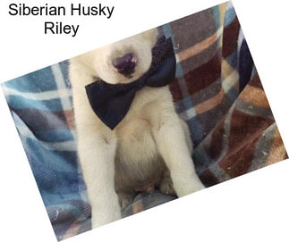 Siberian Husky Riley