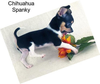 Chihuahua Spanky