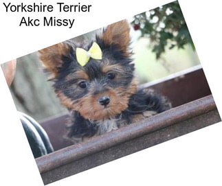 Yorkshire Terrier Akc Missy