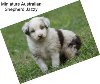 Miniature Australian Shepherd Jazzy