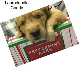 Labradoodle Candy