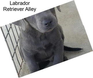 Labrador Retriever Alley