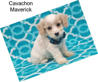 Cavachon Maverick