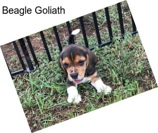 Beagle Goliath
