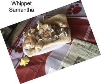 Whippet Samantha
