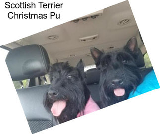 Scottish Terrier Christmas Pu