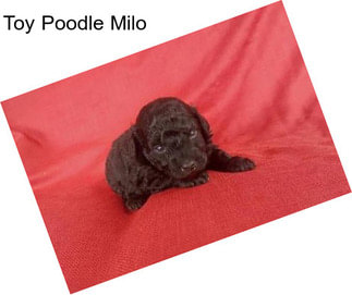 Toy Poodle Milo