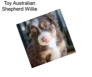 Toy Australian Shepherd Willie