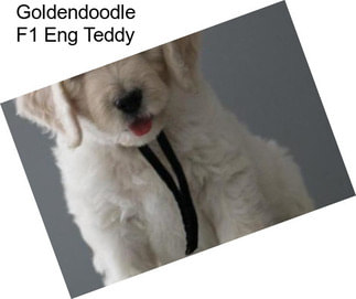 Goldendoodle F1 Eng Teddy