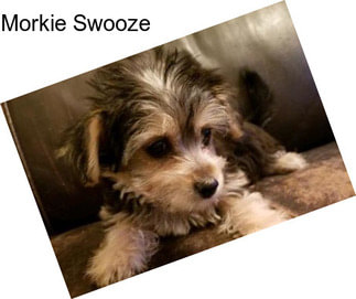 Morkie Swooze