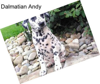 Dalmatian Andy
