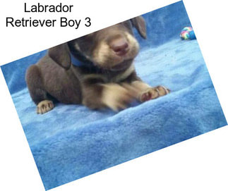 Labrador Retriever Boy 3