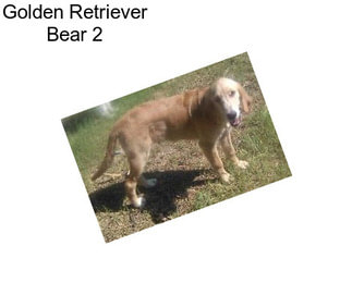 Golden Retriever Bear 2