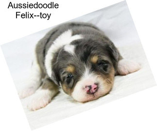 Aussiedoodle Felix--toy