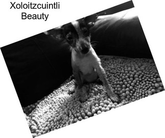Xoloitzcuintli Beauty