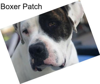 Boxer Patch