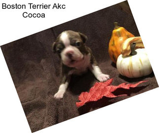 Boston Terrier Akc Cocoa