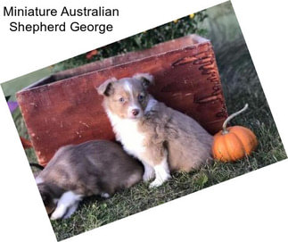 Miniature Australian Shepherd George