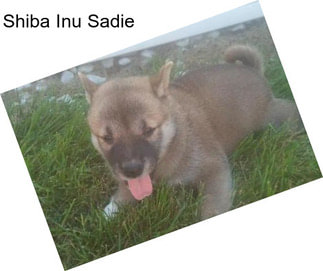 Shiba Inu Sadie