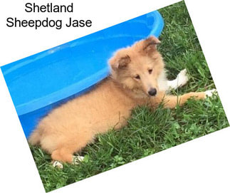 Shetland Sheepdog Jase